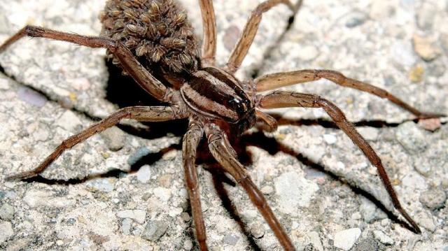 Egyre több a pók az otthonodban? Nem véletlen, erre kell,hogy gondoljál!