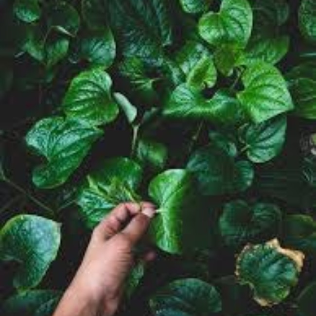 Amit még a kertészek sem tudnak… Titkos trükkök a kertben!