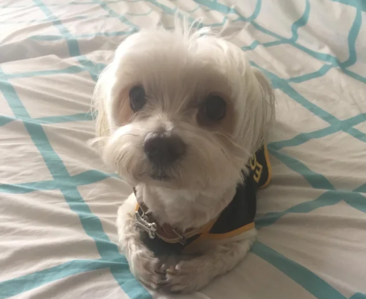 A kedvenc kutyafajtád ezt árulja el rólad!