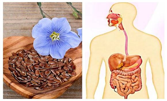 A vastagbél védelmezőjének tartják ezt az egészséges, csodálatos gyógynövényt… Nem véletlenül!