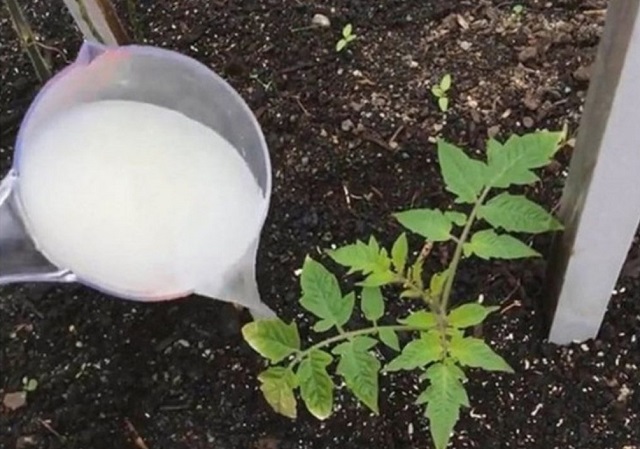 Fokhagyma, só, cukor, mustár és kefir – a kertben használt vegyszerek helyettesítői!