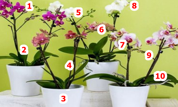 Egy kertészetben tanultam ezt a 10 orchidea trükköt, megosztom most veletek is! Ettől virágzik majd szebben a te orchideád is: