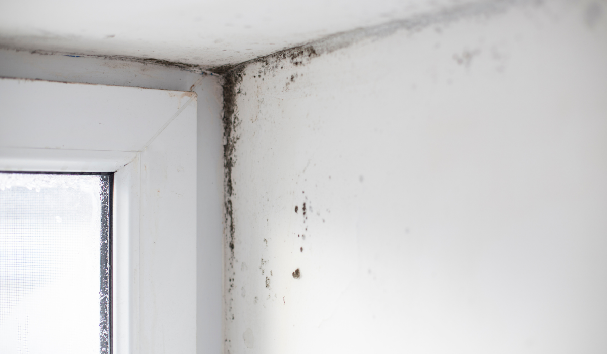 Évekig penészedett a plafon.. Ám mióta ezt az olcsó kis trükköt használom, örökre eltűnt a penész a házamból